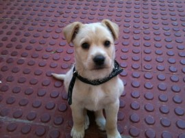 blaqui